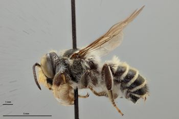 Media type: image;   Entomology 786090 Aspect: habitus lateral view